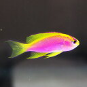 ベントラリス メス 3匹セット 3-4cm±! 海水魚 ハナダイ !15時までのご注文で当日発送