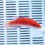 ルソンイトヒキベラ 6-8cm±!海水魚 ベラ15時までのご注文で当日発送【ベラ】