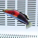 キャサリンフェアリーラス 6-8cm± 粒餌OK! 海水魚 生体 15時までのご注文で当日発送【ベラ】