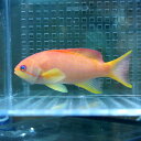 キンギョハナダイ 5-8cm±! 海水魚 ハナダイ【餌付け】15時までのご注文で当日発送【ハナダイ】