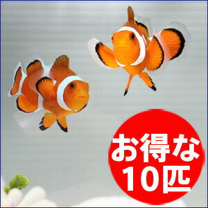 カクレクマノミ 10匹セット 3-4cm±! 海水魚 クマノミ 餌付け 15時までのご注文で当日発送【クマノミ】