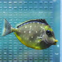 ミヤコテングハギ 6-8cm±! 海水魚 ハギ 餌付け15時までのご注文で当日発送【PHセール対象】【ハギ】