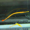 メニイリングド・パイプフィッシュ 10cm以上! 海水魚 オイランヨウジ 15時までのご注文で当日発送【PHセール対象】【ヨウジウオ】