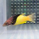 ケサガケベラ 9〜12cm± 海水魚 ベラ! 餌付け15時までのご注文で当日発送【ベラ】