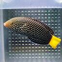 ホクトベラ 5-8cm± 海水魚 ベラ! 餌付け15時までのご注文で当日発送【ベラ】