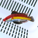 ナオコズフェアリーラス 6-8cm±!海水魚 ベラ15時までのご注文で当日発送【ベラ】