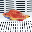 セイルフィンフェアリーラス 7-9cm± ! 15時までのご...