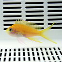 スミレナガハナダイ メス 4-6cm± ! 海水魚 ハナダイ 餌付け済み 15時までのご注文で当日発送【ハナダイ】