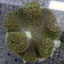 【現物1】ハタゴイソギンチャク 15-17cm±!15時までのご注文で当日発送