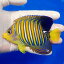 【現物25】インドニシキヤッコ 11.5cm± !海水魚 ヤッコ15時までのご注文で当日発送【ヤッコ】