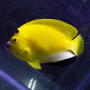 シテンヤッコ 成魚 8-10cm± !海水魚 ヤッコ 餌付け...