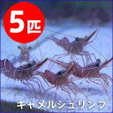キャメルシュリンプ 【5匹】 約3-5cm±!15時までのご...