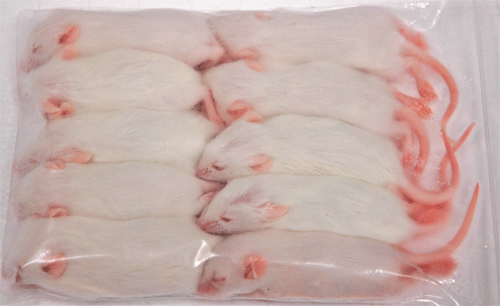 国産冷凍アダルトマウス　20匹