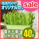 【セール】 加湿器/エコロジー加湿器 ミスティガーデン2nd...