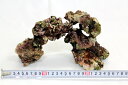 ライブロック Sグレード 1kg 熱帯魚・アクアリウム 無脊...