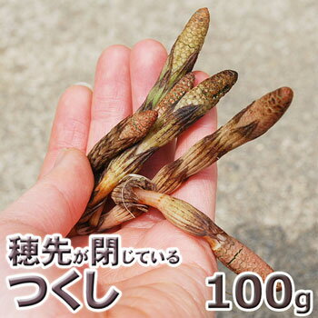 予約販売天然・穂先が閉じた土筆（上）100g（大小バラ詰め）【4月中旬〜発送予定】※送料別…...:arigataya-n:10000234