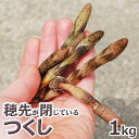 穂先が閉じた土筆1kg予約販売天然・穂先が閉じた土筆(上)まとめて1kg（大小バラ詰め）