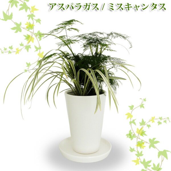 テーブルグリーン2【TD】（代金引換不可）観葉植物 【PN】