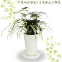 テーブルグリーン2【TD】（代金引換不可）観葉植物 【PN】