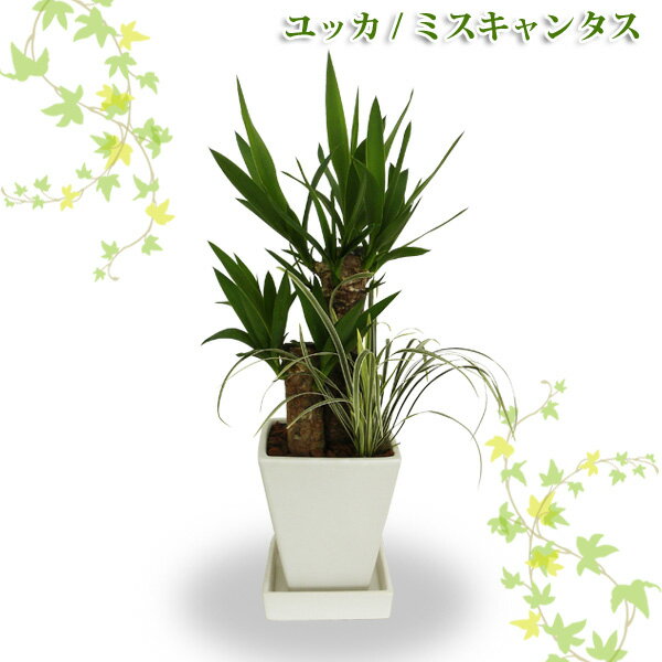 青年の木【TD】（代金引換不可）観葉植物 【PN】