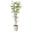 観葉植物 オフィス 玄関 エントランス ロビー リビング カフェ フェイクグリーン 消臭 フェイク 光触媒 インテリアグリーン おしゃれ 植物 植物 人工観葉植物 大型 グリーン ゴールデンリーフ 1.6 高さ160cm