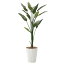 人工観葉植物 光触媒 観葉植物 アートグリーン インテリア フェイクグリーン ストレチア1.6 人工植物 高さ160cm 防汚 消臭 抗菌 記念日 贈り物 おしゃれ 開店祝い おすすめ リビング
