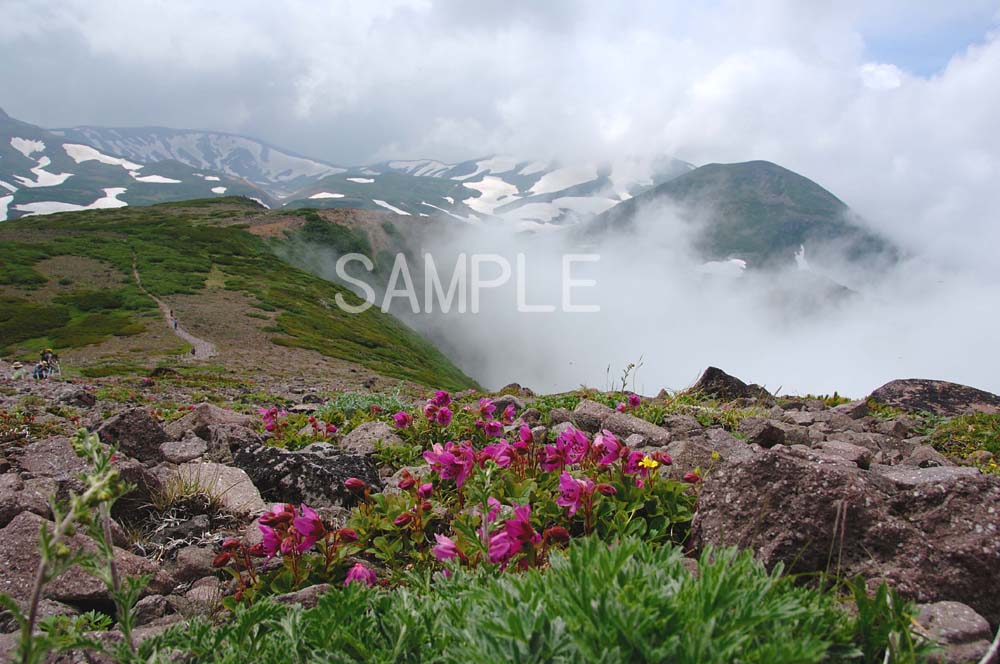 風景写真ポスター 　北海道層雲峡/大雪山 可憐な高山植物たち　osp-289...:art298:10005045