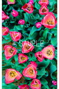 チューリップ 花 2LW写真 2LW-44