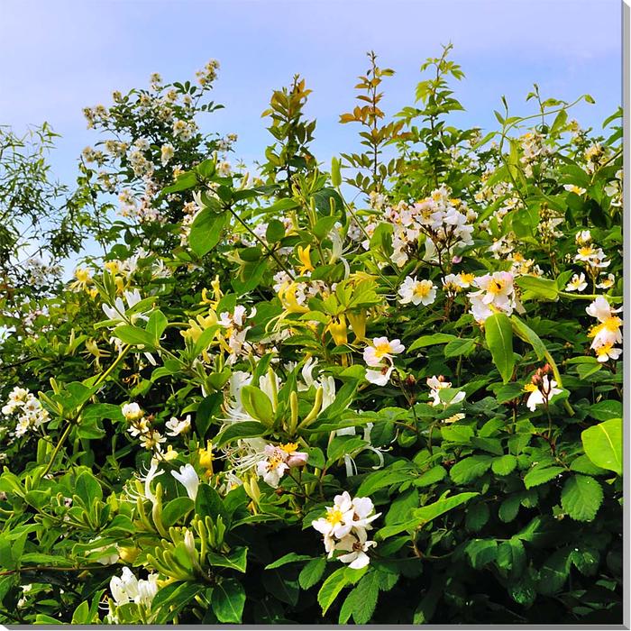 野ばらとスイカズラ 花 茨城 つくば オリジナル 