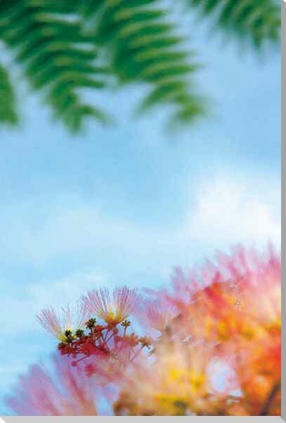 花　ねむの木4　風景写真パネルポスターとは違うそのまま飾れる額のいらないインテリア