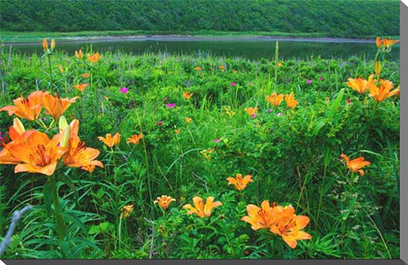 ワッカ原生花園　風景写真パネル