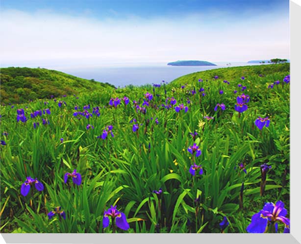 北海道 原生花園 あやめヶ原　風景写真パネル　インテリア　アート　壁掛け　41×31.8cm　HOK-18-F6