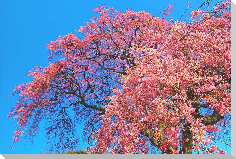 しだれ桜　風景写真パネル　クロス地　24×16cm　CLO-21-P2ポスターとは違うそのまま飾れる額のいらないインテリア