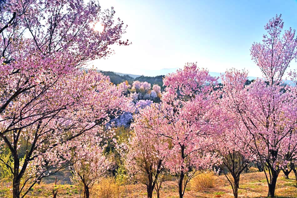 花木畑と吾妻の夕日　福島平田　風景写真パネル