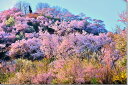 花見山 桜 さくら 福島の桃源郷 オリジナル 風景写真パネル 116.7×72.7cm FUK-152-M50【楽ギフ_包装】 壁掛け 壁飾り 癒やし 装飾 花のインテリアアート フォトアート ポスター リビング 玄関 お祝い プレゼント ギフトに