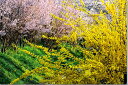 花見山 桜 さくら 福島の桃源郷 オリジナル 風景写真パネル 65.2×45.5cm FUK-154-M15【楽ギフ_包装】 壁掛け 壁飾り 癒やし 装飾 花のインテリアアート フォトアート ポスター リビング 玄関 お祝い プレゼント ギフトに