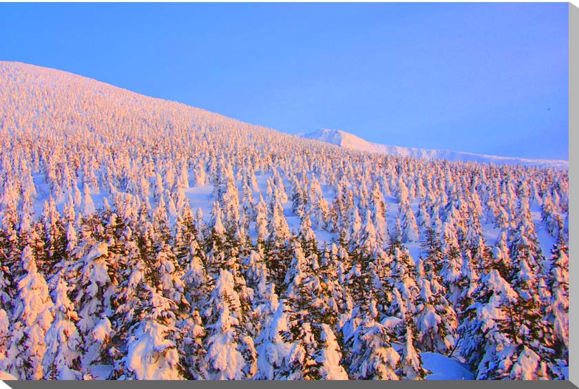 冬の蔵王　樹氷　風景写真パネル 80.3×53cm M25【楽ギフ_包装】 【楽ギフ_のし宛書】 【楽ギフ_名入れ】ポスターとは違うそのまま飾れる額のいらないインテリア