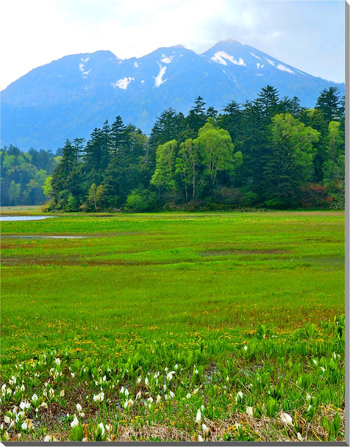 風景写真ポスター　尾瀬　日本の四季が感じられる場所　59.4cm×49cm　　osp-n1…...:art298:10004961