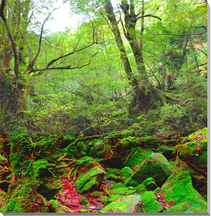 世界遺産　屋久島　もののけ姫の森　風景写真パネル   