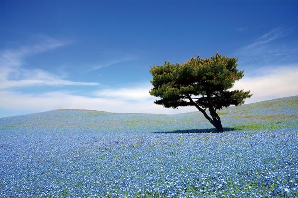 ポストカード ネモフィラ 花の風景写真 茨城 ひたち海浜公園 どれでも5枚以上で【送料無料…...:art298:10004437