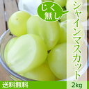 【数量限定セール】シャインマスカット じく無し 訳あり わけ...