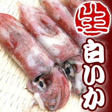 白イカ（5杯）生冷凍 お刺身用 日本海産