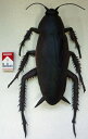 メガゴキブリ　 メガ昆虫 　巨大生物標本シリーズ【06Aug12P】【10Aug12P】