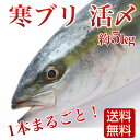 寒ブリ 5kg 1尾 活〆 養殖 玄界灘 お刺身用 送料無料