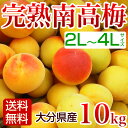 南高梅 梅干し用 完熟 10kg 2L〜3L 梅干し用 梅酒用 梅ジュース 梅エキス に最適 生梅 大分産 【送料無料】