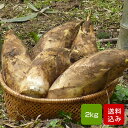 たけのこ 朝掘り 2kg 筍 福岡県産 産地直送