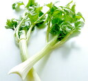 セロリ 福岡産