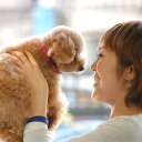 愛犬 首輪 ASHUニューベビードットカラー SS