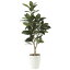 光触媒 観葉植物 枯れない 人工観葉植物 抗菌 消臭 高さ125cm イミテーション フェイク リビング フェイクグリーン グリーン ホルムアルデヒド分解 ナチュラル 店舗 玄関 インテリアグリーン 記念日 母の日 贈り物 お祝い ギフト 引っ越し祝い 新築祝い ゴムの木1.25