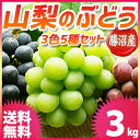 ぶどう 山梨 3kgセット☆勝沼の高級ブドウ3色5種類入った欲ばりセット☆送料無料 敬老の日 種なし巨峰 ピオーネ 藤みのり 翠峰 瀬戸ジャイアンツ シャインマスカット 甲斐路 甲斐乙女 サニールージュ ゴルビー他 ブドウ 葡萄